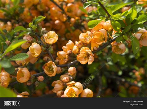 Chaenomeles Japonica Image And Photo Free Trial Bigstock