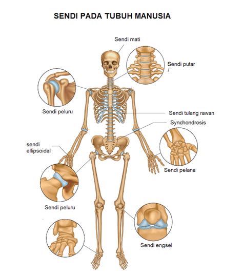 Bentuk Sendi Pada Tubuh Manusia Kelas Bu Asih Riset