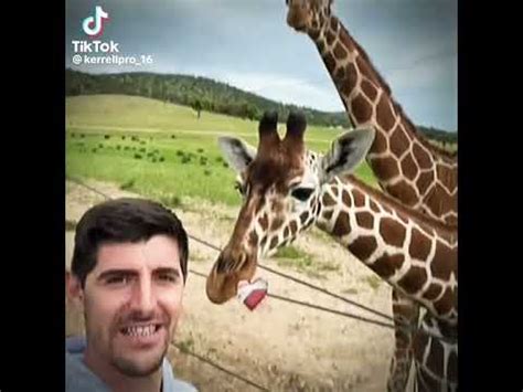 Tibaut Courtois Y Una Jirafa Youtube