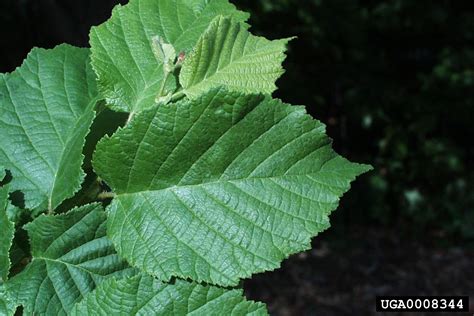 American Hazelnut Corylus Americana