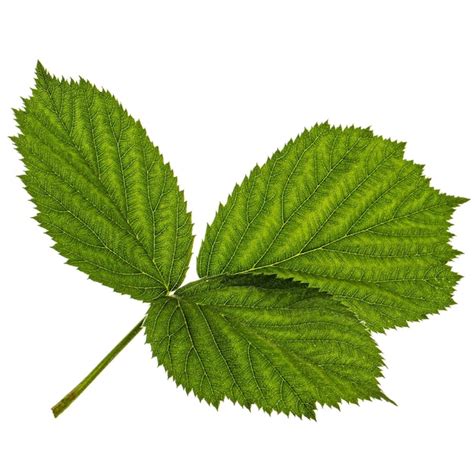 Hojas Verdes De Mora Lat Rubus Fruticosus Aislado Sobre Fondo Blanco