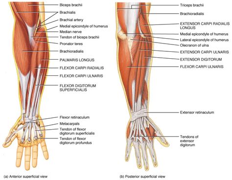 Lower Arm Muscle Reference Forearm Muscles Arm Anatomy Muscle Anatomy