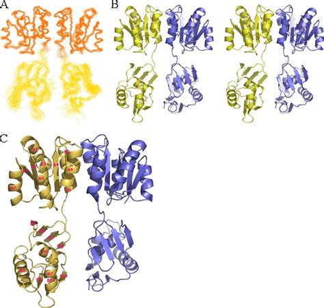 Backbone Superimposition Of The Nmr Structures And Molecular Topology