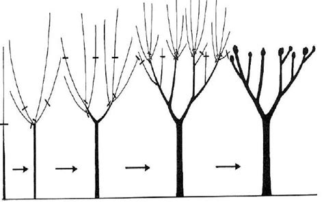 Taille Darbres Et De Types D Lagage Empresa De Poda De Rboles En