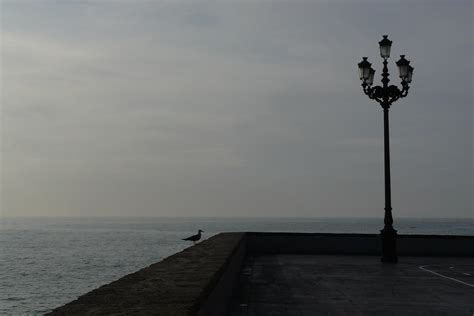 Free Images Sea Coast Ocean Horizon Silhouette Bird Cloud Sky