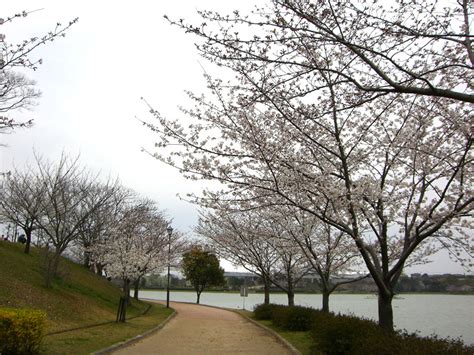 〖駕与丁公園の桜〗 In 糟屋郡粕屋町 季 桜・お花見スポット