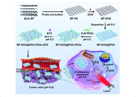 Schematic Representation Of Dual Drug Loaded Bp Dox Pda Peoz Btz And