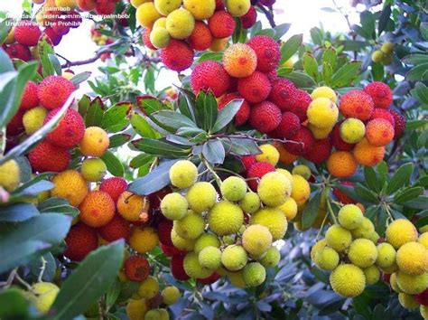 Plantfiles Pictures Arbutus Species Killarney Strawberry Tree