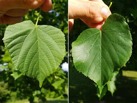 Unterschiede Von Sommer Winterlinde Pflanzen Vielfalt Net