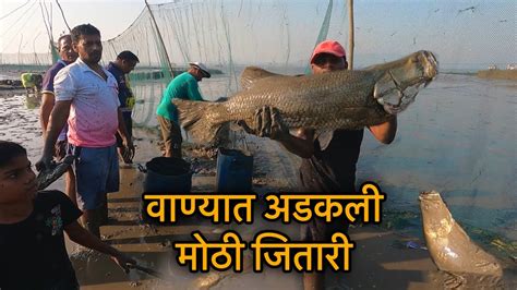 वाण्यात पडली मोठी मोठी जितारी Big Barramundi वाणा पारंपरिक मासेमारी