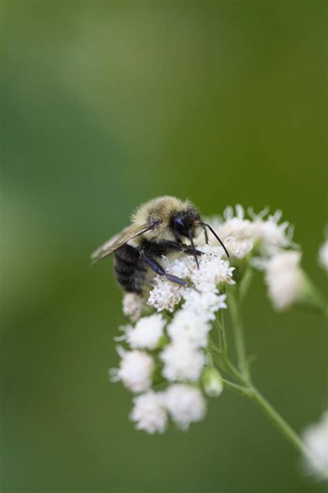 white snakeroot Ageratina altissima from New England Wild Flower Society