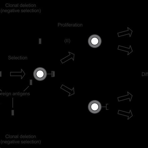 The Clonal Selection And The Negative Selection Principle Some