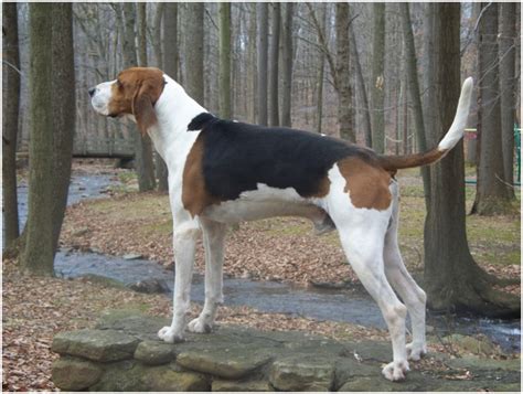 Treeing Walker Coonhound - Facts, Pictures, Puppies, Rescue ...