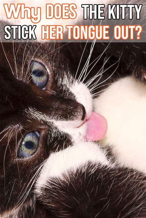 Top Photos Why Do Cats Stick Their Tongue Out Why Does My Cat