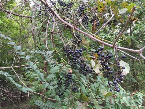 A Foragers Guide To Wild Grapes Foragingguru