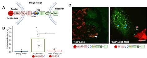 Ligand Tail Is Required For Activation Of The FKBP FRB SynNotch