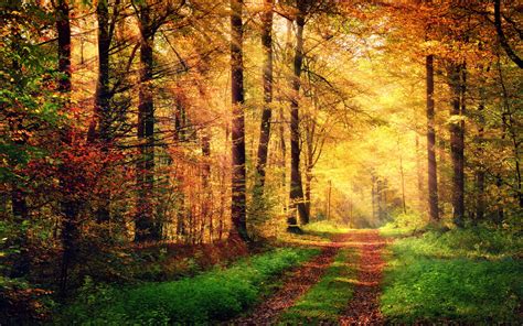 Autumn Forest 2 Wallpaper | Happywall