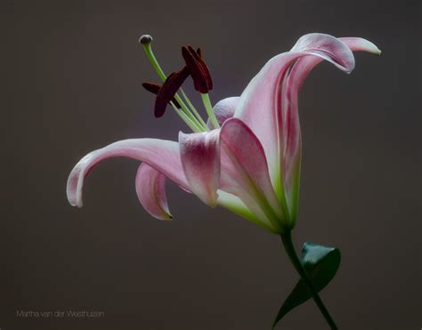 St Josephs Lily Photo By Martha Van Der Westhuizen Plants Flowers