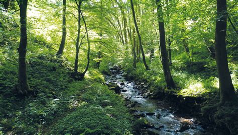 Cas Wald Landschaft And Gesundheit Zhaw Life Sciences Und Facility