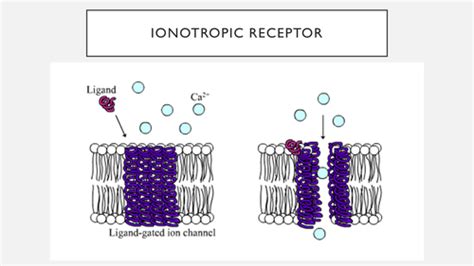 E1: Drug Action Metabotropic and ionotropic receptors Flashcards | Quizlet