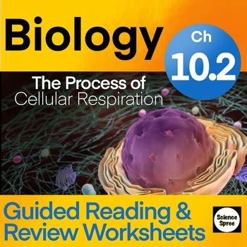 Stages Of Cellular Respiration Miller And Levine