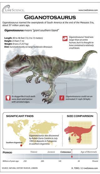 Giganotosaurus: Facts about the Giant Southern Lizard | Live Science