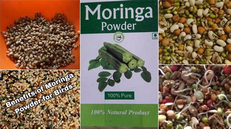 Benefits Of Moringa Powder For Cocakiel Love Birds Budgies