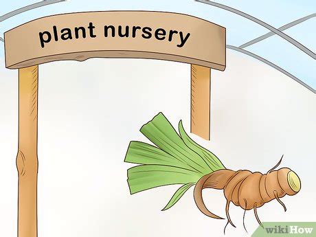 How to Grow Orris Root (with Pictures) - wikiHow