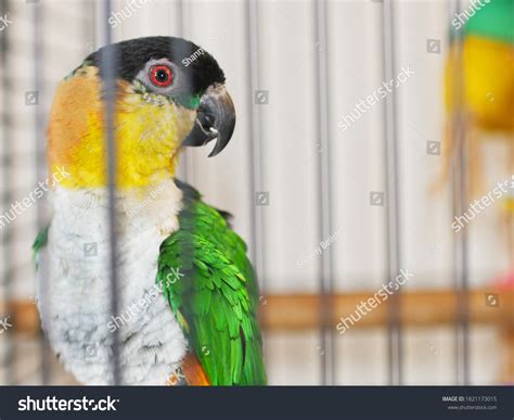 627 Caique Stock Photos, Images & Photography | Shutterstock