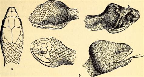 Venomous Snakes of Missouri | Missouri's Natural Heritage | Washington ...