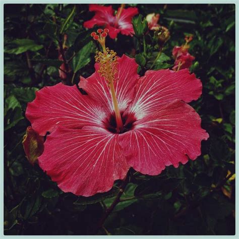 Hibiscus Flower Meaning Learn Everything About This Beautiful Flower