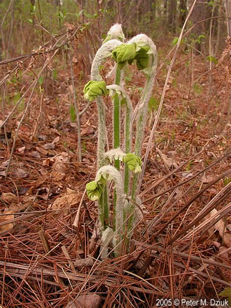 Claytosmunda Claytoniana Interrupted Fern Minnesota Wildflowers