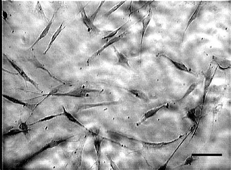 Photomicrographs Of The Rat Primary Schwann Cells Stained For S 100