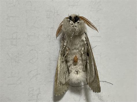 sac   underside   moth im  curious