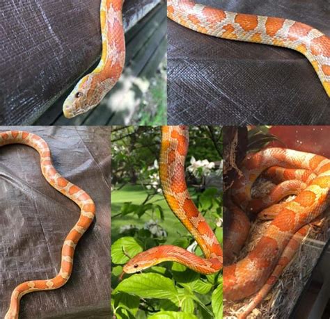 Baby Corn Snake Orange