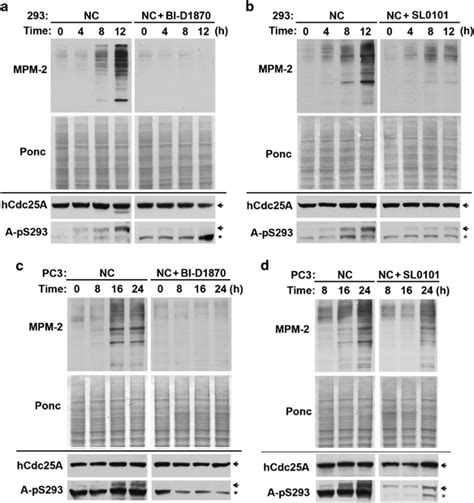 Inhibition Of Rsk Activity By Rsk Inhibitors Inhibits G M Transition