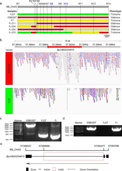 Fine Mapping And Genotyping Results Of Candidate Region A Genotyping