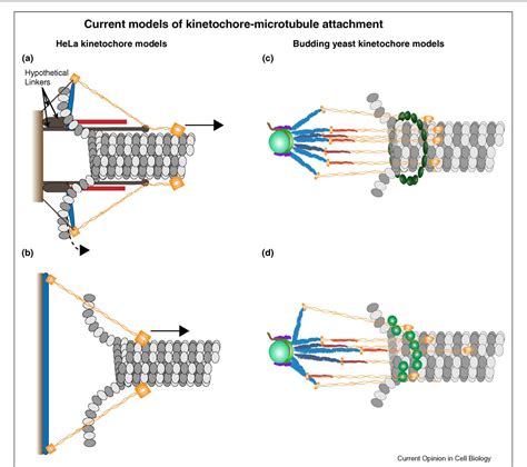 Figure From Mechanisms Of Force Generation By End On Kinetochore