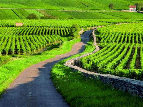 Côte de Beaune Burgundy Wine Tour Private Day Trip from Beaune