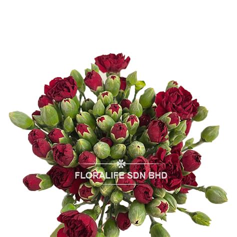 Carnation Spray Dark Red 20 Stalks Floralife Sdn Bhd