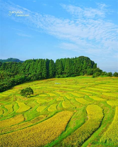 Visit Japan: Check out the beautifully yellow-dyed Oyama Senmaida ...