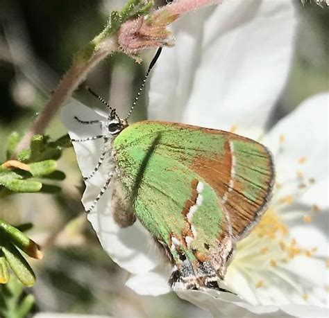 Hairstreak - BugGuide.Net