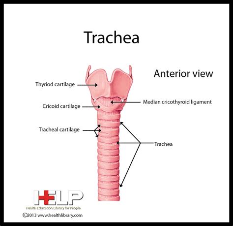 Trachea | Human anatomy and physiology, Anatomy and physiology ...