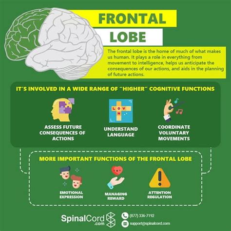 Frontal Lobe: Function, Location, and Structure