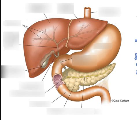 Liver Diagram Quizlet