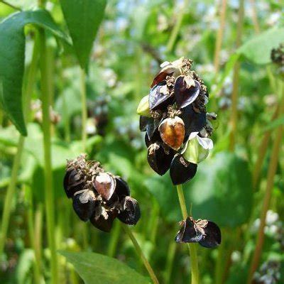 Как растет гречка?