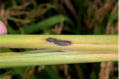 Early Symptoms Of Stem Rot