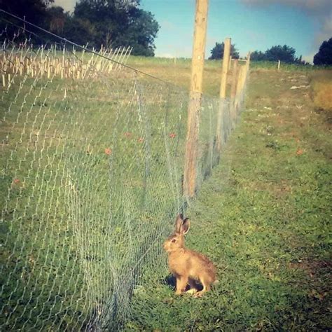 7 Ways To Stop Rabbits Digging Up Your Lawn