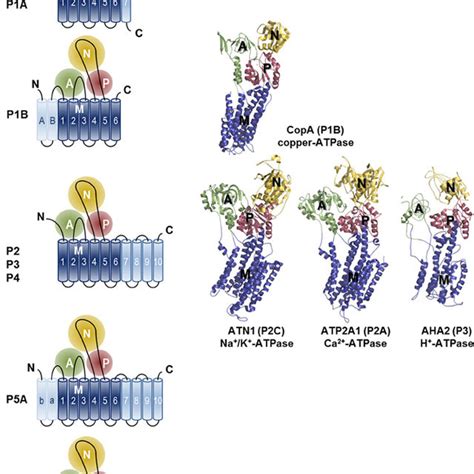 Sequence Comparison Of The Tm Helices In P Type Atpases Of Various