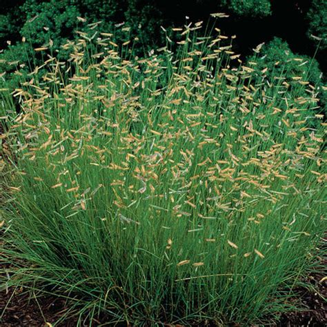 Hachita Blue Grama Grass Fine Gardening